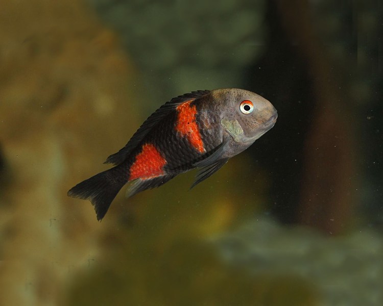 Double Cherry Spot Tropheus ~ 3 - 4cm